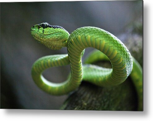 Animal Themes Metal Print featuring the photograph Green Pit Viper by Dhammika Heenpella / Images Of Sri Lanka