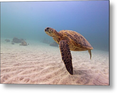 Underwater Metal Print featuring the photograph Green Sea Turtle by Chris Stankis