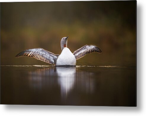 Nature Metal Print featuring the photograph Greeting The Morning With Open Arms by Magnus Renmyr
