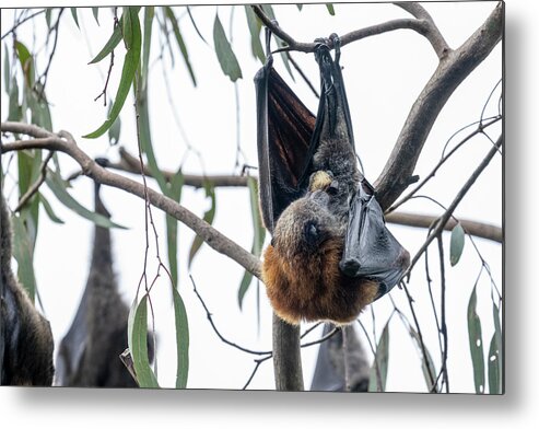 Animal Metal Print featuring the photograph Grey-headed Flying-fox Female, Hanging In Tree Giving by Doug Gimesy / Naturepl.com