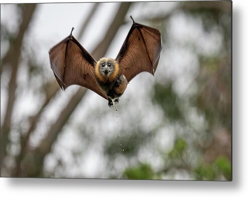 Animal Metal Print featuring the photograph Grey-headed Flying-fox Female, In Flight Carrying Her Young by Doug Gimesy / Naturepl.com