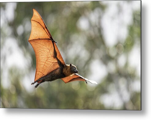 Animal Metal Print featuring the photograph Grey-headed Flying-fox Flying Just Before Sunset. Yarra by Doug Gimesy / Naturepl.com