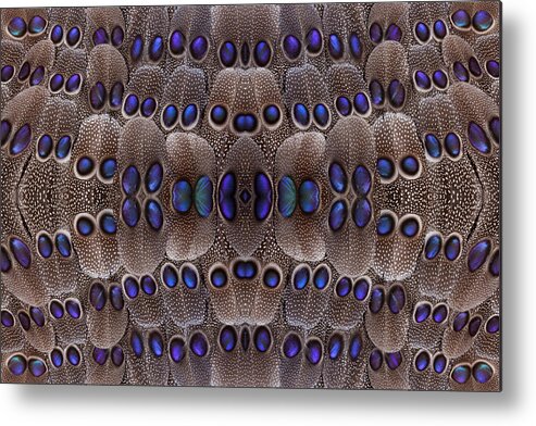 Natural Pattern Metal Print featuring the photograph Grey Peacock Pheasant Tail Feather by Darrell Gulin