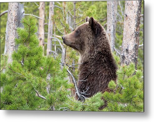 Grizzly Metal Print featuring the photograph Grizzly Profile by Steve Stuller
