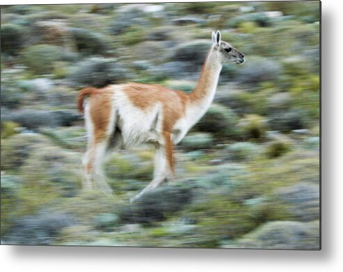 Sebastian Kennerknecht Metal Print featuring the photograph Guanaco On The Run, Patagonia by Sebastian Kennerknecht