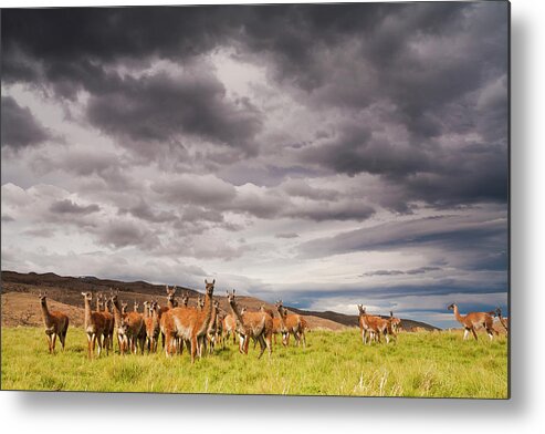 Vertebrate Metal Print featuring the photograph Guanacos, A Small Group Of Animals In by Mint Images - Art Wolfe