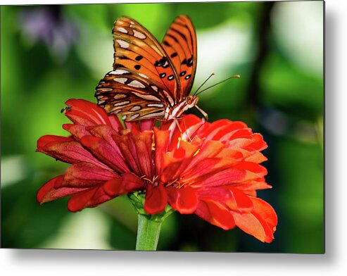 Gulf Fritillary Butterfly Metal Print featuring the photograph Gulf Fritillary on Red Zinnia by Mary Ann Artz