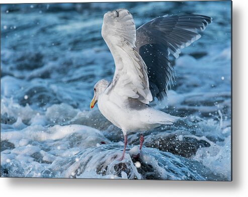 Afternoon Metal Print featuring the photograph Gull in the Surf by Robert Potts