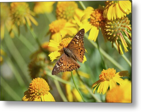 Hackberry Emperor And Huisache Daisy Wildflowers Metal Print featuring the photograph Hackberry Emperor and Huisache Daisy Wildflowers by Debra Martz