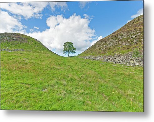 Scenics Metal Print featuring the photograph Hadrians Wall Robin Hood Tree by Alphotographic