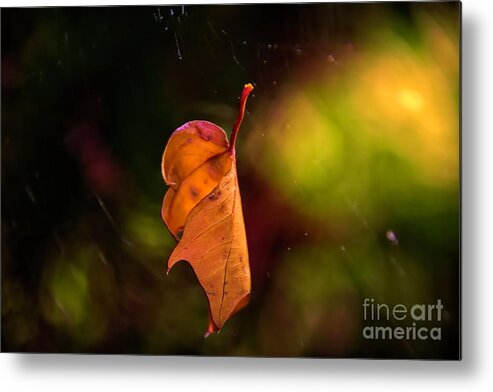 Autumn Metal Print featuring the photograph Hanging by a Thread by Diana Mary Sharpton