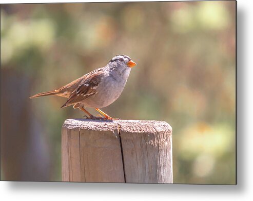 Bird Metal Print featuring the photograph Hanging Out by Alison Frank