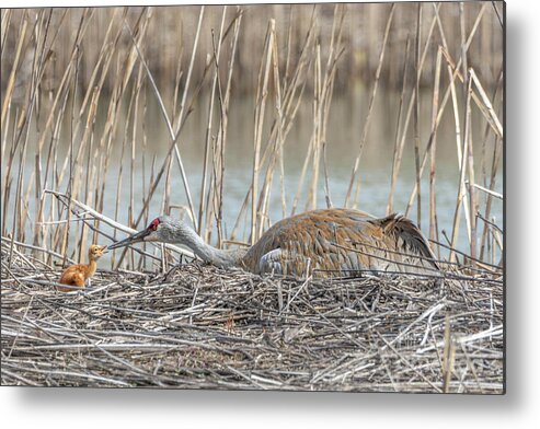 Sandhill Metal Print featuring the photograph Happy Birthday by Amfmgirl Photography