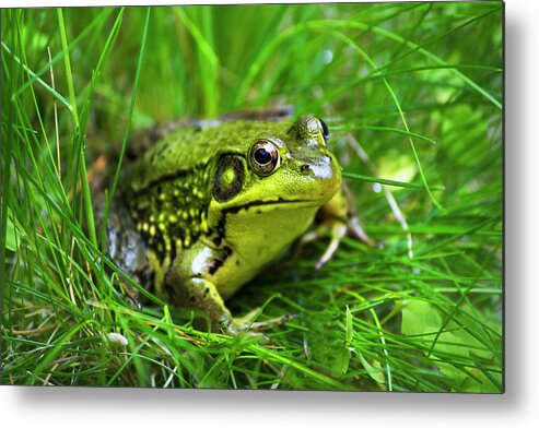 Frog Metal Print featuring the photograph Happy Green Frog by Christina Rollo
