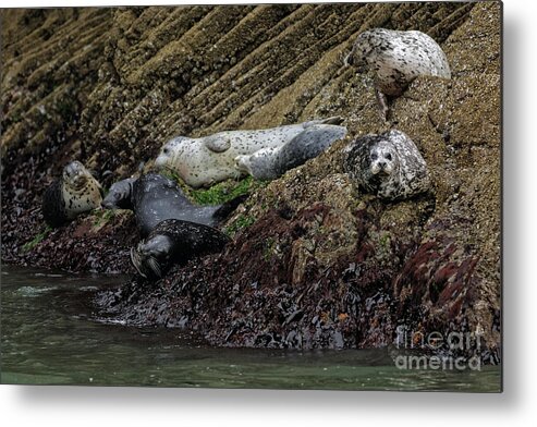 San Francisco Metal Print featuring the photograph Harbor Seal Gang by Natural Focal Point Photography
