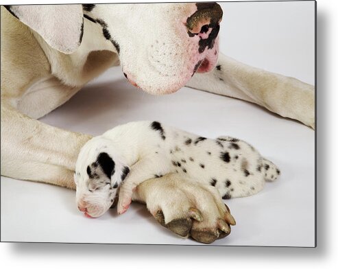 Pets Metal Print featuring the photograph Harlequin Great Dane Puppy Sleeping On by Martin Harvey
