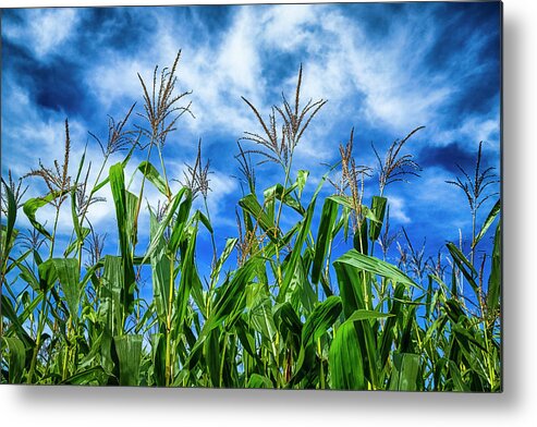 2018 Metal Print featuring the photograph Harvest Time by Ray Silva