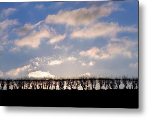England Metal Print featuring the photograph Hawthorne Hedge, England, Uk by Tim Graham