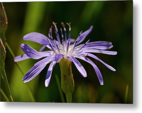 Wildflower Metal Print featuring the photograph Hdr31 by Gordon Semmens