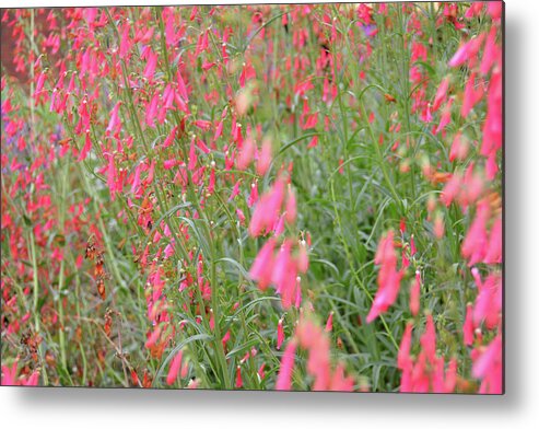  Metal Print featuring the photograph Heart Breakers by Jamart Photography