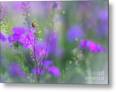 Purple And Lavender Phlox Metal Print featuring the photograph Heartsong In The Meadow by Mary Lou Chmura