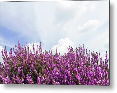 Flowerbed Metal Print featuring the photograph Heather 2 Xxl by Lya cattel