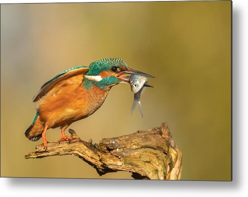 Kingfisher Metal Print featuring the photograph Hebbes by Annie Keizer
