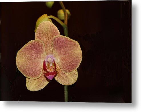 Flower Metal Print featuring the photograph Hello, Orchid by Lin Grosvenor