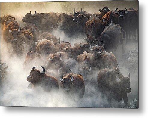 Cow Metal Print featuring the photograph Herd by Hseyin Ta?k?n