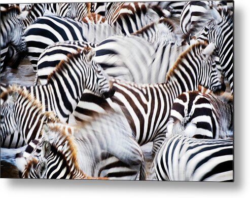 Plains Zebra Metal Print featuring the photograph Herd Of Burchells Zebras by Mike Hill