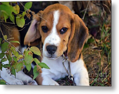 Beagle Puppy Metal Print featuring the photograph Hermine The Beagle by Thomas Schroeder