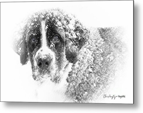 St Bernard Metal Print featuring the photograph Hero by Chris Armytage