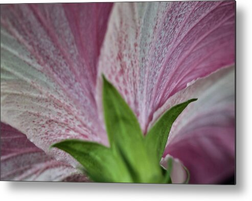 Hibiscus Metal Print featuring the photograph Hibiscus Backside in Macro by Sherry Hallemeier