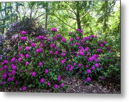 Jenny Rainbow Fine Art Photography Metal Print featuring the photograph Hidden In Shadow. Fairy Rhododendron Woods 1 by Jenny Rainbow