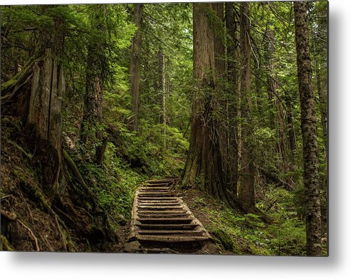 Hiking Trail Metal Print featuring the photograph Hiking in Mt. Rainier, Washington by Julieta Belmont