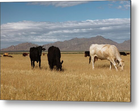 Cow Metal Print featuring the photograph Home On The Range by Dustypixel