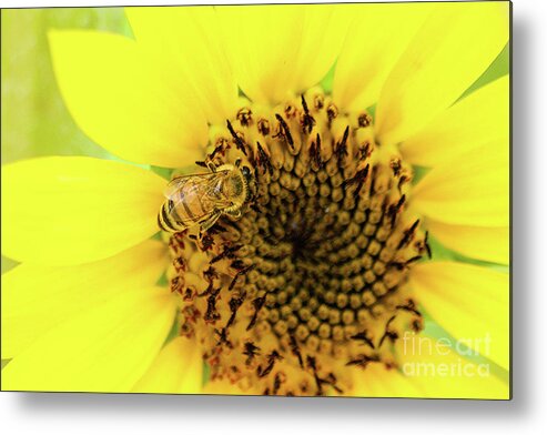 Tranquility Metal Print featuring the photograph Honey Bee Pollen On Sunflower by Suzanna Ruby / Foap