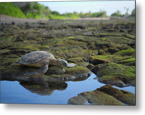 Wildlife Metal Print featuring the photograph Honu reflections by Ivan Franklin