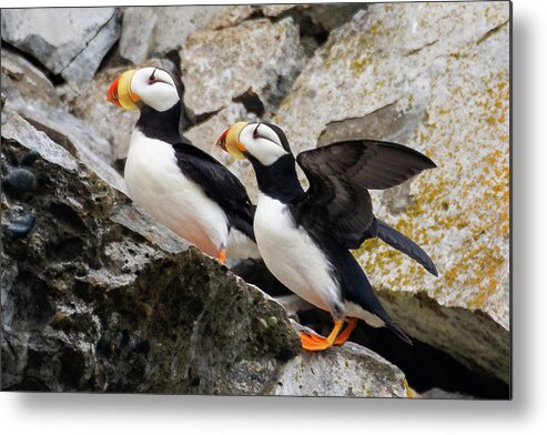 Puffin Metal Print featuring the photograph Horned Puffin Pair by Mark Hunter