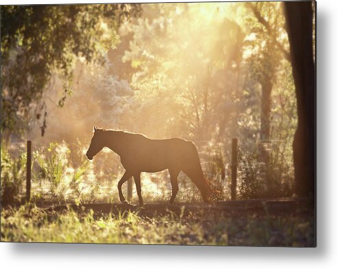 Horse Metal Print featuring the photograph Horse Backlit At Sunset by Seth Christie