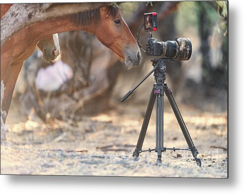 Salt River Wild Horses Metal Print featuring the photograph Horse Photographer by Shannon Hastings