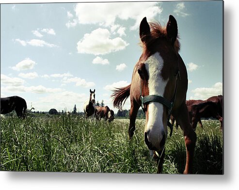 Horse Metal Print featuring the photograph Horses In Large Field by Kevinruss