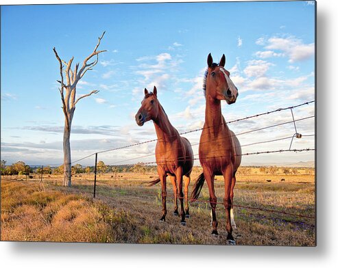 Horse Metal Print featuring the photograph Horses Over Fence by South Sky Photography, Elizabeth Barnes
