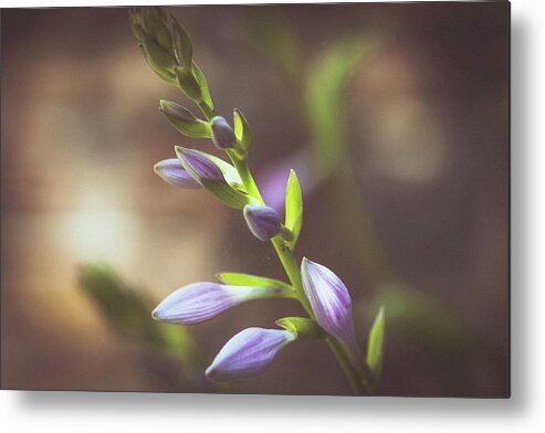 Hosta Metal Print featuring the photograph Hosta Blooms by Lori Rowland