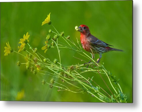 Nature Metal Print featuring the photograph House Finch And Flowers by Mike He