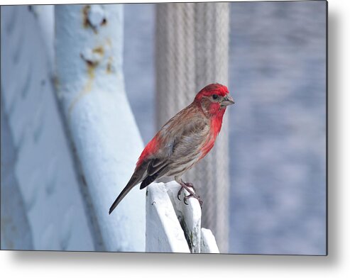 Finch Metal Print featuring the photograph House Finch on the U.S.S. Wisconsin by Nicole Lloyd