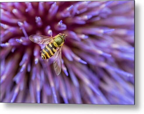 Macro Metal Print featuring the photograph Hoverfly Resting on a Giant Purple Thistle by Anita Nicholson