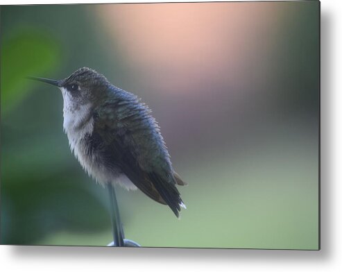 Hummingbird At Rest Metal Print featuring the photograph Hummingbird at Rest by Debra Grace Addison