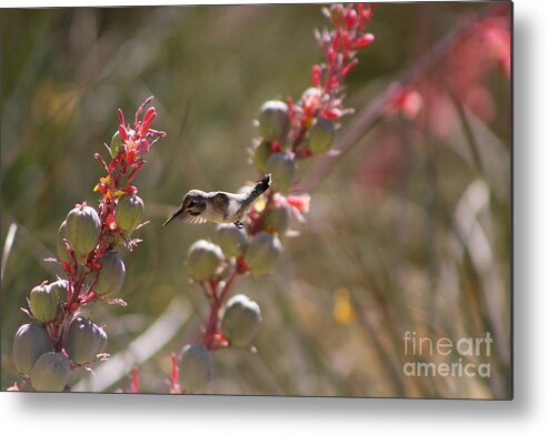 Hummingbird Metal Print featuring the photograph Hummingbird Flying To Red Yucca 1 in 3 by Colleen Cornelius
