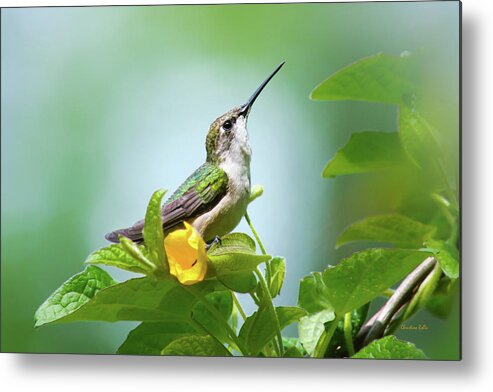 Hummingbirds Metal Print featuring the photograph Hummingbird Sitting Pretty by Christina Rollo